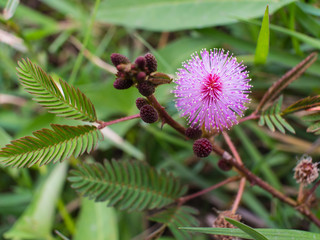 Purple Unwanted Flora Flower
