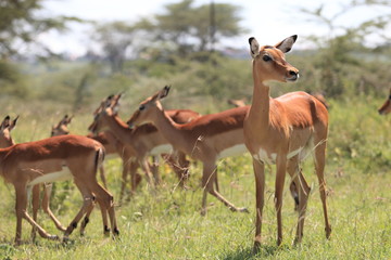 Naklejka na ściany i meble antelope Thompson