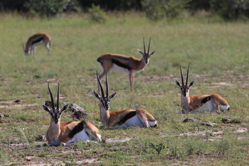 antelopes Thompson