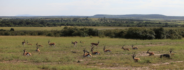Fototapeta na wymiar African landscape with antelopes