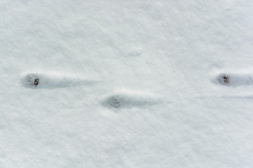 Animal footprints in fresh snow