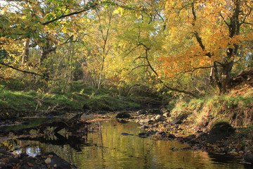 Drumbowie burn in autumn colours