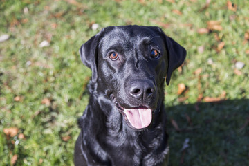 dog portrait, blanco labrador on lawn background