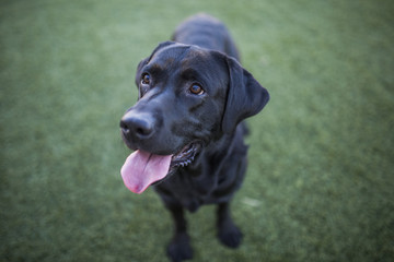 dog portrait, black labrador on lawn background