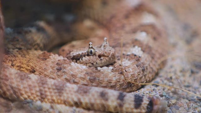 Cerastes is a venomous viper species native to the deserts of Northern Africa and parts of the Middle East. Nature video. 4K, 3840*2160, high bit rate, UHD