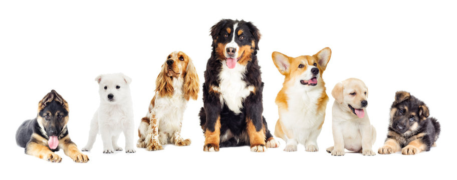 dogs set on a white background