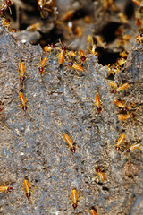 Nasute termites defending a break in their nest