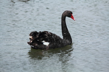Obraz premium Black swan relaxing in the water
