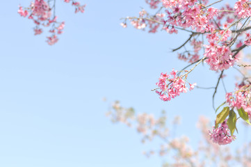 wild himalayan cherry or prunus cerasoides, sakura
