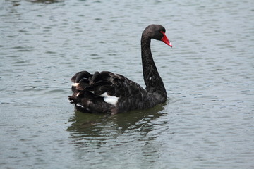 Fototapeta premium Black swan relaxing in the water