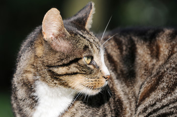 Head from tabby Cat in the nature
