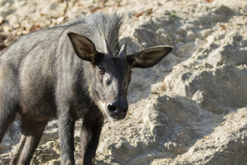 Image of chamois on the rocks in thailand. Wild Animals. ( Sumatran serow )