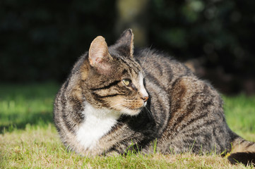 tabby cat lying on meadow