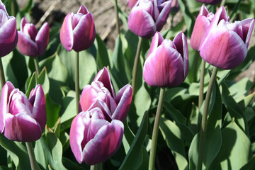 Purple tulips  as far as the eye can see, attracts many tourists.