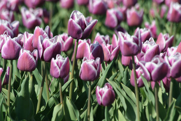 Purple tulips  as far as the eye can see, attracts many tourists.