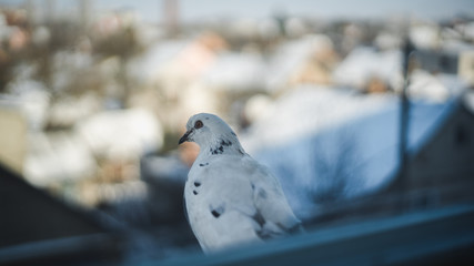 Curious dove looking from the window sill