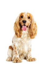 English cocker spaniel dog on a white background