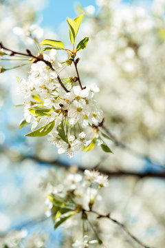 Blossom tree branch. Cherry flowers in spring.
