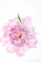 Fototapeta premium peony flower isolated