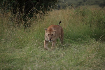 Lion
