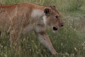 Lion