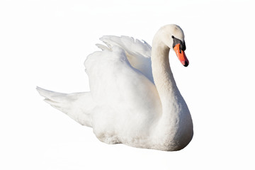 swan swimming with wings raised