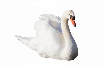 Washable wall murals Swan swan swimming with wings raised