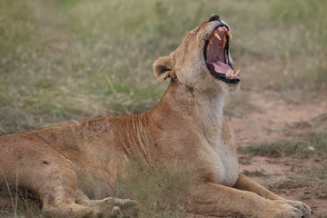 Fototapeta premium Lion