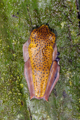 Map treefrog (Hypsiboas geographicus) on a leaf in rainforest, Ecuador