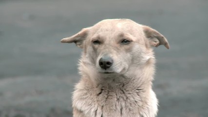 Abandoned shaggy dog sits on the street outdoor
closeup of a dog face
