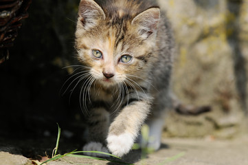 Naklejka na ściany i meble Tabby kitten running outdoor