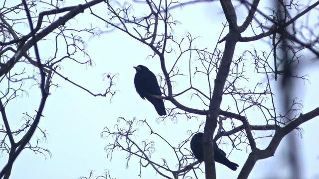 Bird is Sitting on a Bare Branches Tree, Winter, Cold Weather