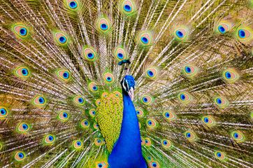 Fototapeta premium Green peafowl