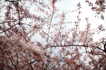 Lovely spring flowers