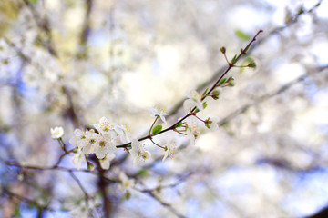 buds and leaves on a tree branch spring background