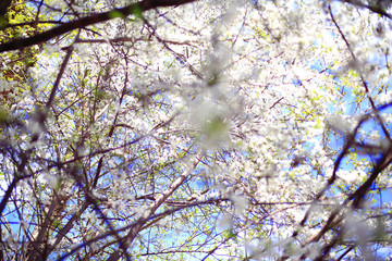 blooming cherry flowers branch