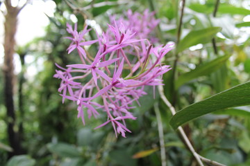 Purple Orchids Flowers