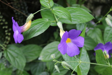 Purple Morning Glory