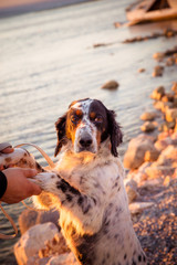 English Setter on sea background