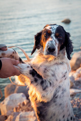 English Setter