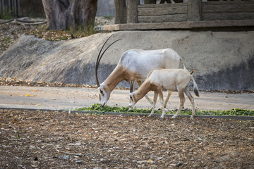 Gemsbok antelope (Oryx gazella) eating, Zoo in Thailand 