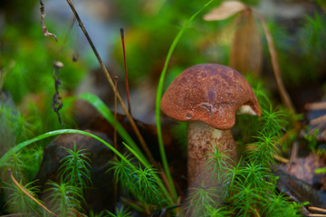 beautiful cap boletus growing in forest