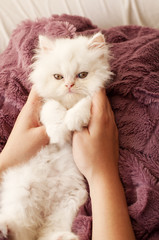 Holding a kitten