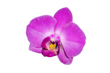 Orchid flower lilac color isolate on white background closeup
