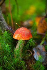 beautiful cap boletus growing in forest