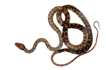 Checkerbelly Snake (Siphlophis cervinus), a rare South American species