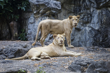 Two female lion lying on the rock from the zoo in Thailand
