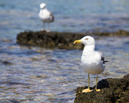 Seagull sitting on a rock.