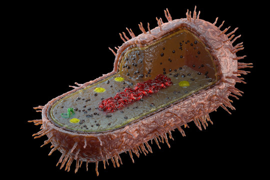3d render bacteria or microbe in cross section. Microorganism, intracellular core, chromatin Isolated on a black background. Nucleus of the eukaryote cell. Abstract bacteria, microbes. Subject Biology