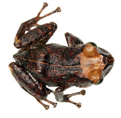 Amazonian rain frog (Pristimantis sp.) from Ecuador